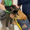 Cães da Guarda Municipal de Santos visitam a Santa Casa